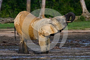 Forest elephant drinking water from a source of water.