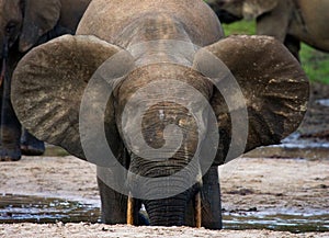 Forest elephant drinking water from a source of water.