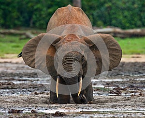 Forest elephant drinking water from a source of water.