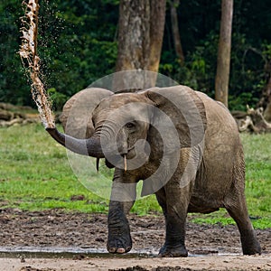 Forest elephant in the forest edge. photo