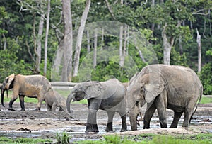 Forest Elephant (Loxodonta africana cyclotis), (forest dwelling elephant) of Congo Basin. Dzanga saline (