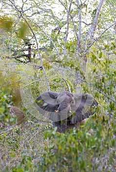 Forest Elephant in rainforest