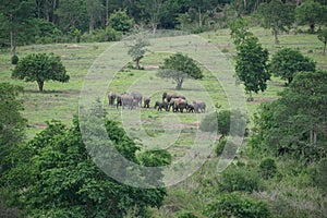 Forest Elephants