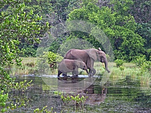 Forest Elephants, Gabon, West Africa