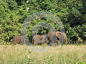 Forest Elephants, Gabon, West Africa