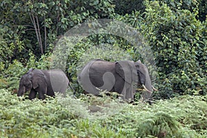 Forest elephants in Kenya