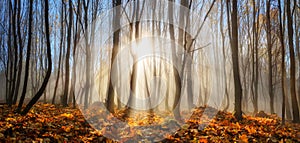 Forest enchanted by rays of sunlight in winter or autumn