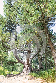 Forest in engadine valley Switzerland with ancient stone pine