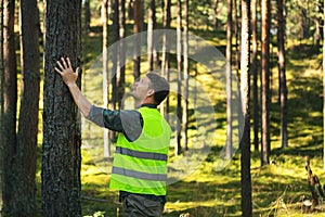 forest engineering and management, renewable resources - forester hecking quality of tree