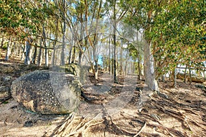 Forest of Eucalyptus trees growing on rocky hill near a beach in South Africa for copy space nature scene. Empty