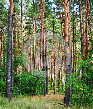 Forest in Europe