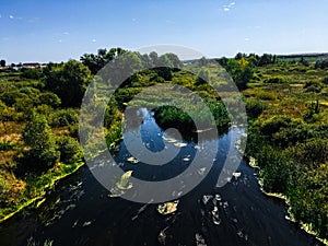 Forest, evening, two birch trunks