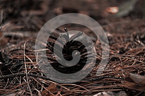 Forest, evening, two birch trunks