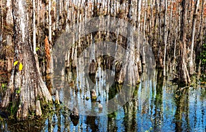 Forest in Everglades