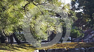 Forest and evergreen pine tree moving in the wind