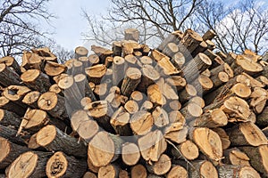 Forest exploitation. Pile of raw logs stacked at the edge of the forest.