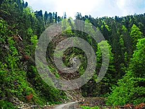 Forest exploitation in a valley