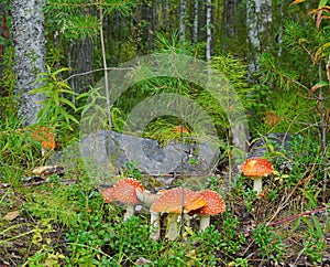 Forest fairy-tale glade of fly agarics.