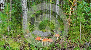 Forest fairy-tale glade of fly agarics.