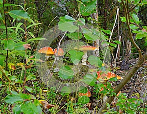 Forest fairy-tale glade of fly agarics.