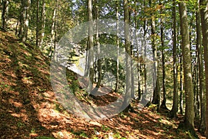 Forest in fall in Austria.