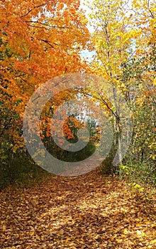 Forest fall colours landscape. Autumn rhapsody in Ontario