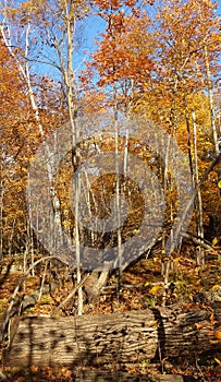 Forest fall colours landscape. Autumn rhapsody in Ontario