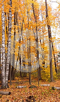 Forest fall colours landscape. Fall foliage rhapsody in forest wilderness