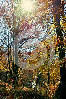 forest in fall foliage