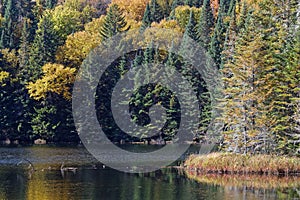 Forest in fall foliage surrounding the Lac des Femmes