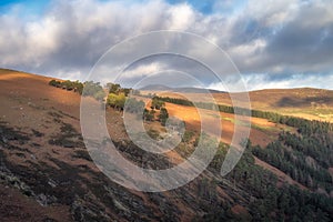 Forest and fallen tree trunks on mountain hill in Wicklow Mountains, Ireland