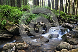 Forest falls and mossy rocks.