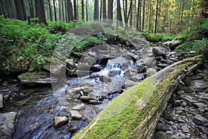 Forest falls and mossy rocks.