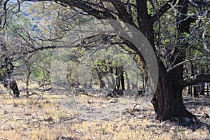 Forest on farm in South Africa