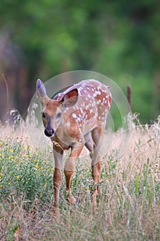 Forest Fawn