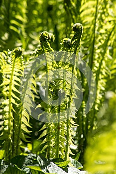 Forest fern Dryopteris filix-mas. photo