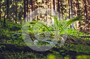 Forest fern in early morning light