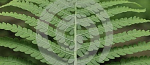 Forest fern leaf close up.  Natural green background.