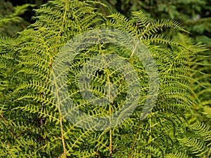 Forest fern leaves. Karkonosze Mountains.