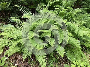 Forest fern in the mixed mountain forest of Gorski kotar, Lokve - National park Risnjak, Croatia / Å umska paprat