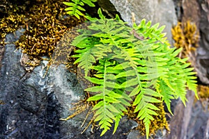 Forest Fern in Rock Crevice