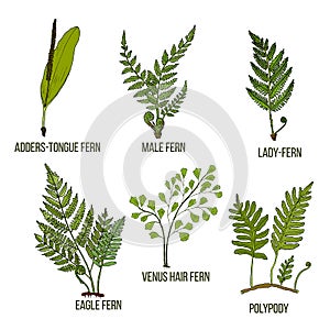 Forest fern set. Vector illustration photo