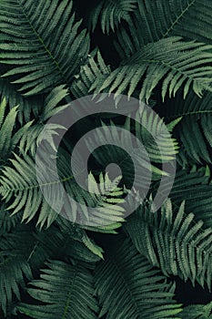 Forest ferns background, dark green leaves texture, low light plants pattern