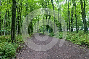 Forest and Ferns in Jay Cooke photo