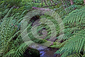 Forest Ferns River