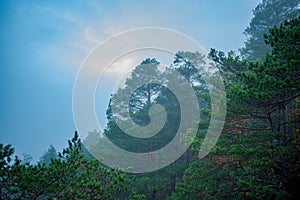 a forest with a few trees and a cloudy sky in the background with a few clouds in the sky