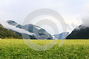 Forest and field in Achenkirch - Tyrol, Austria