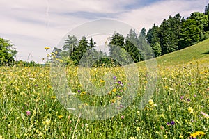 Forest Field Grassy Summer Day Green Flowers Mountain Hiking Exp