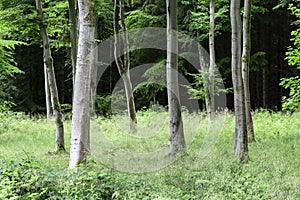 Forest in the Fife region