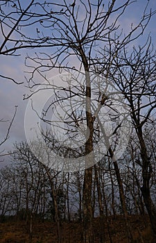 Forest filled with dry trees from low angle